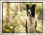 Pies, Czarno-biały, Border collie